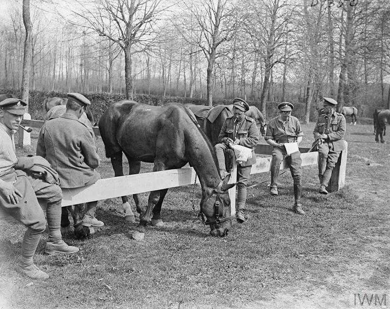 Horses of the 5th Dragoon Guards grazing at Rollancourt, 5 May 1917.